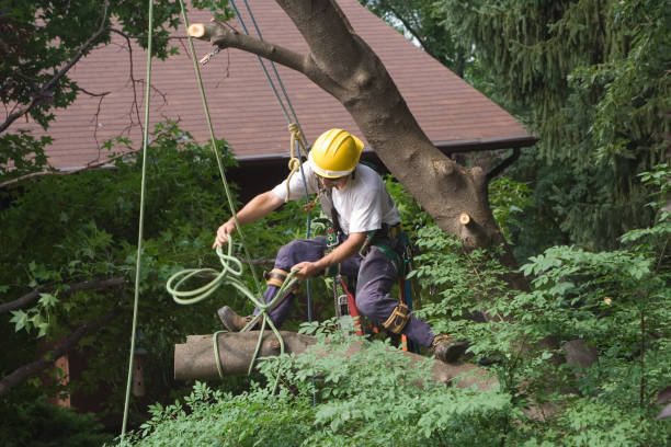 Best Tree Mulching  in Bonnetsville, NC